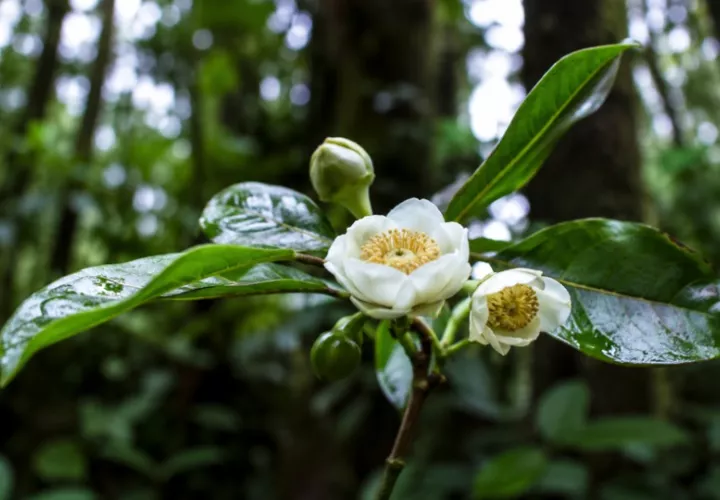 Un aporte significativo al conocimiento de la biodiversidad panameña. Foto: Cortesía