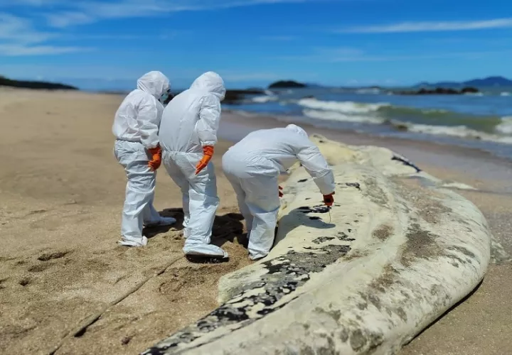 Autoridades ambientales y comunitarias coordinan acciones en Playa Veracruz tras el hallazgo de un tiburón ballena en avanzado estado de descomposición.