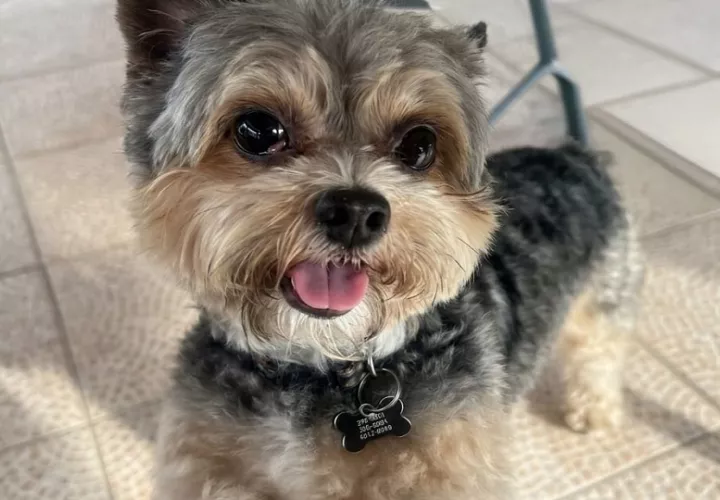 Bruno fiel compañero, uno de los animales más populares del país y símbolo de campañas de hospital de mascotas.  