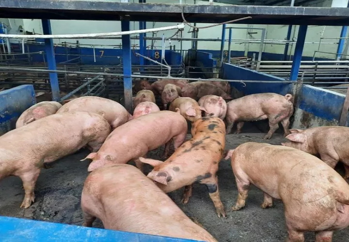 Con este acuerdo se busca evitar pérdidas en el sector porcino. Foto: Cortesía