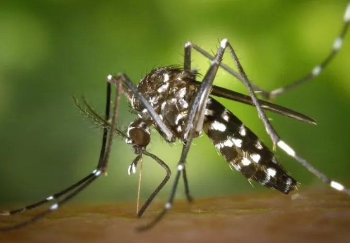 Mosquito  Aedes aegypti,  vector principal de la enfermedad.