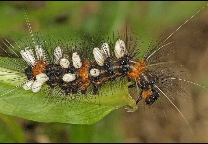 En en la Tierra hay entre 14 y 20 millones de especies de insectos. Foto: EFE