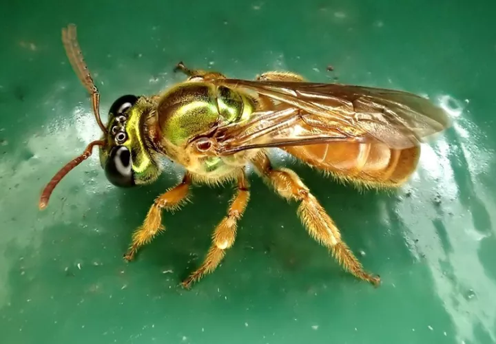 Se cree que las abejas del género Megalopta representan uno de los orígenes más recientes de las sociedades entre las abejas.