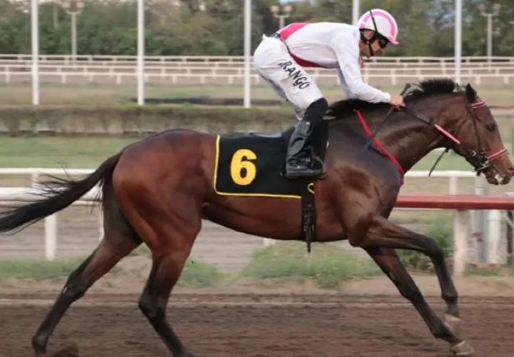 Andros, representante del Stud Dani Sam. Foto: Omar Yerar Batista