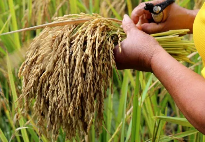 arroz-panama_0.jpg