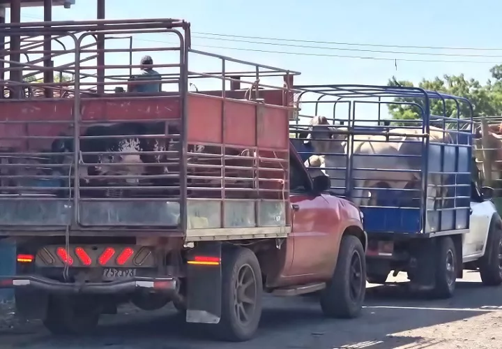 Los ganaderos aclaran que no venden porque quieran abandonar la actividad ganadera, sino porque buscan proteger lo poco que aún pueden sostener en sus fincas. Foto. Thays Domínguez
