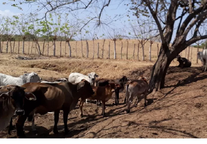 Las subastas ganaderas reportan un incremento en la oferta de animales, ya que los criadores prefieren vender sus reses antes que verlas morir por falta de agua y alimento. Foto. Thays Domínguez
