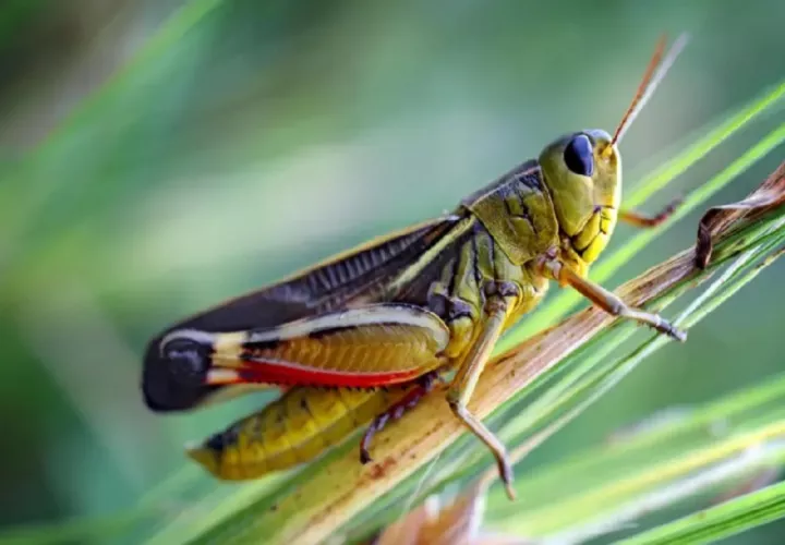 Nuevas especies de insectos desconocidos albergan los bosques tropicales.