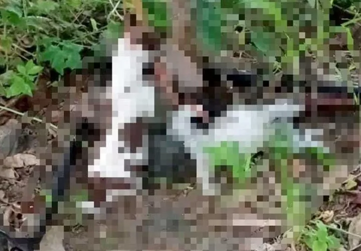 cachorros_1.jpg