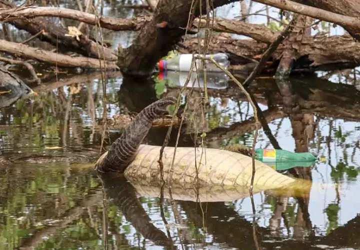 caimanes_1.jpg