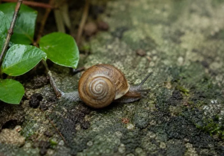 La presencia de los caracoles representa un reto para la bioseguridad de Panamá. Foto: Cortesía/UP