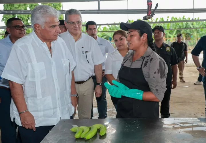 El presidente José Raúl Mulino recorrió la Finca 12 en Bocas del Toro junto a directivos de Chiquita.