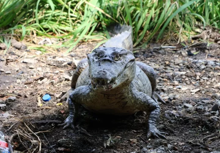 MiAmbiente  ha instalado letreros de advertencia en sitios donde se conoce la presencia de cocodrilos. Foto: Cortesía
