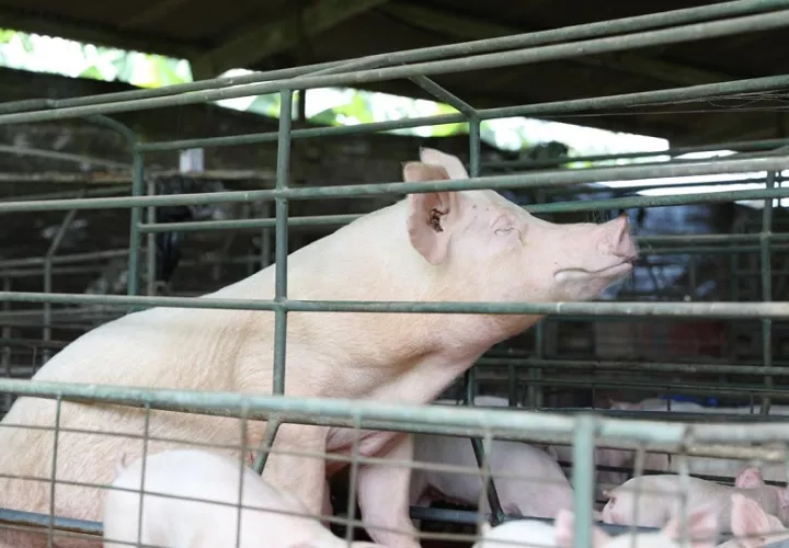 La guía promueve la adopción de prácticas de Producción Más Limpia. Foto: MiAmbiente