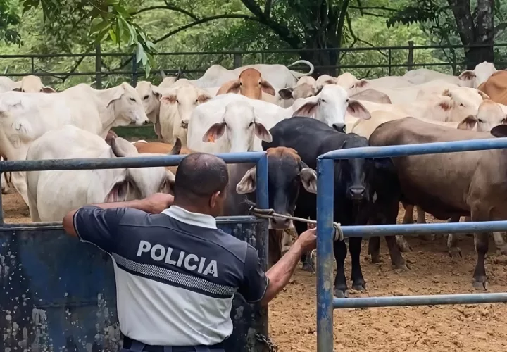 Las autoridades buscan apoyar a los ganaderos conel fin de bajr el hurto pecuario. Foto. Cortesía