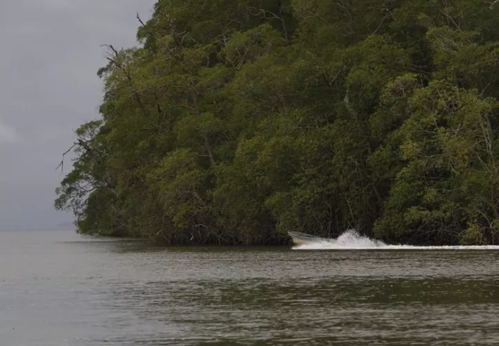 Se está iniciando el proceso para robustecer el marco de gobernanza para  la conservación de manglares. Foto: MiAmbiente