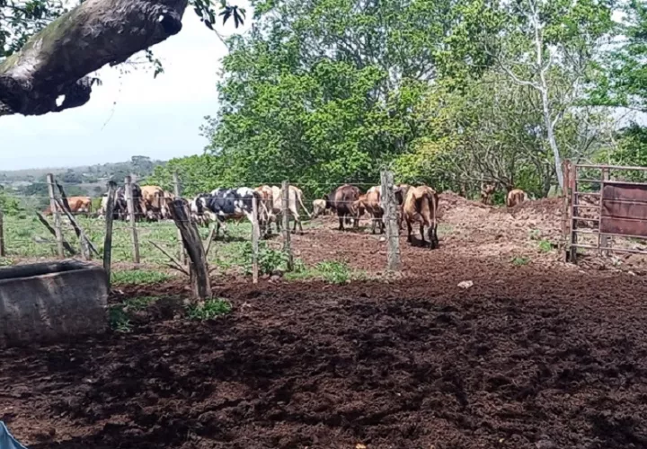 Según el IMHPA para esta región de Panamá Oeste, las lluvias habrán cesado para diciembre de este año.