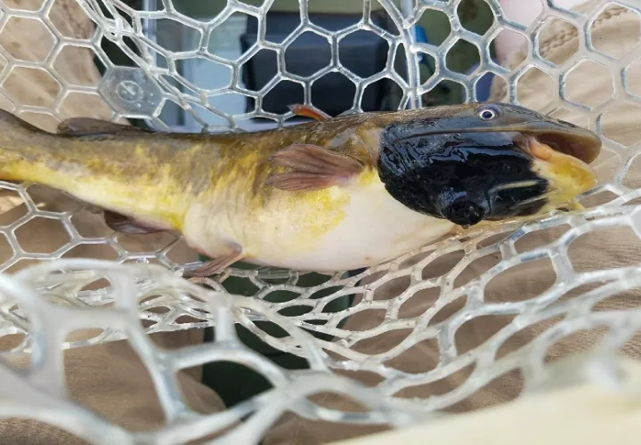 Parece que solo ocurre en peces de mayor tamaño que se encuentran en edad reproductiva. Foto: EFE