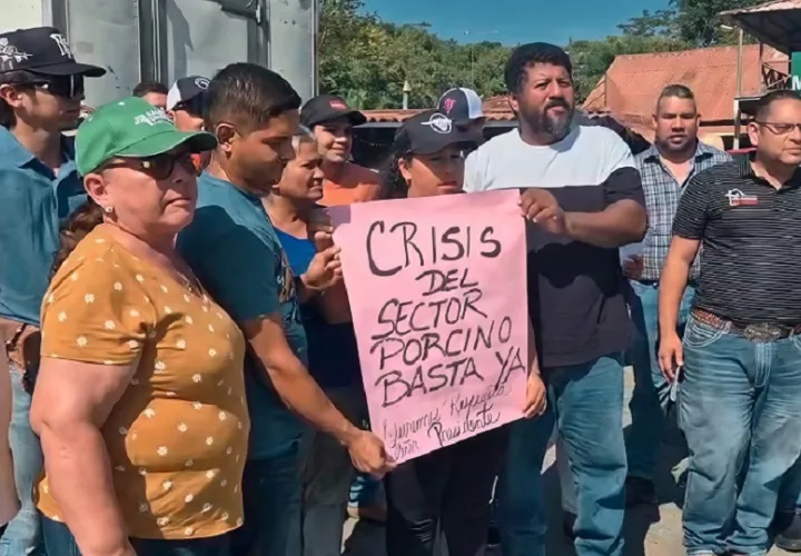 Actualmente existe un excedente estimado de entre 8,000 y 10,000 cerdos, por lo que consideran indispensable la apertura de mercados internacionales. Foto. Thays Domínguez