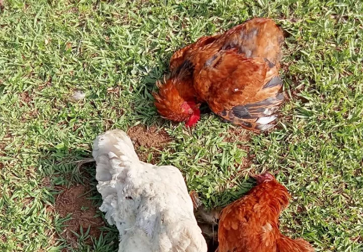 Personal de Salud Animal acudió al sitio para levantar el informe técnico y recolectar muestras que fueron enviadas al laboratorio, con el propósito de determinar el origen de la mortandad. Foto. Ilustrativa