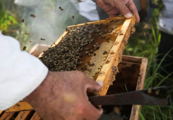 Las abejas juegan un rol clave en los ecosistemas. Foto: Cortesía