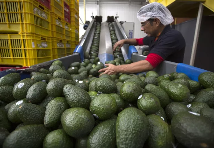 No se ha informado cuándo se normalizarán las labores de empaque y embarque. Foto: EFE