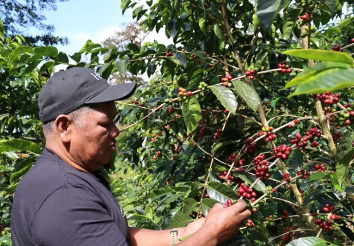 Café de un árbol de Geisha en Boquete (Panamá). Foto: EFE