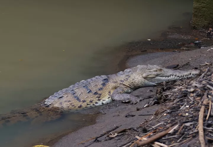 Un cocodrilo en una de los playones de Ciudad de Panamá. Foto: EFE
