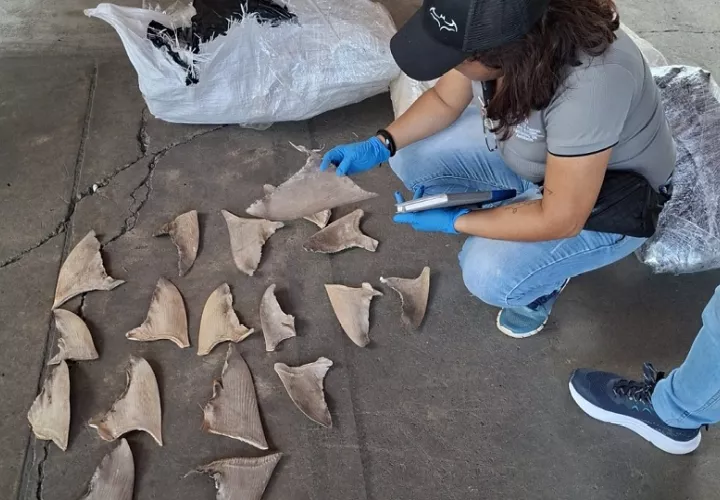 El hallazgo fue resultado de una operación de fiscalización e investigación desarrollada por el Equipo Multidisciplinario Especializado Ambiental (EME-Ambiental), yotras entidades. Foto. Cortesía