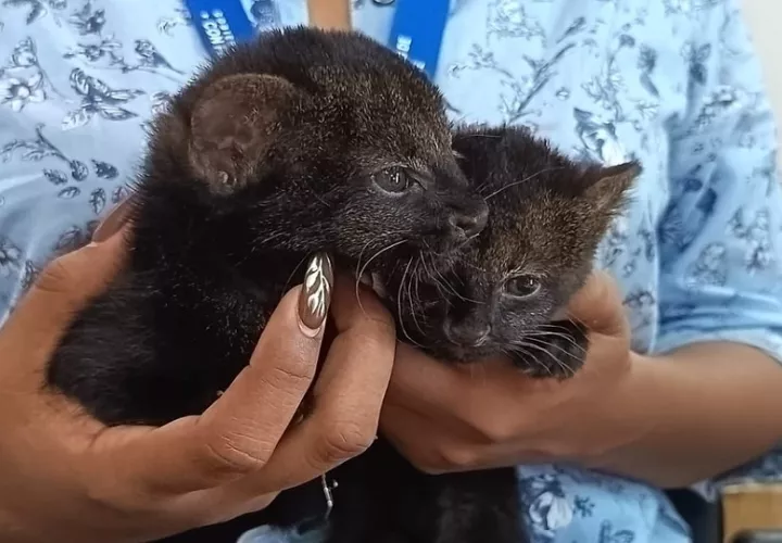 Dos crías de jaguarundi reciben atención veterinaria tras ser rescatadas en Bocas del Toro, luego de que su madre presuntamente muriera en un accidente de tránsito. Foto: cortesía.