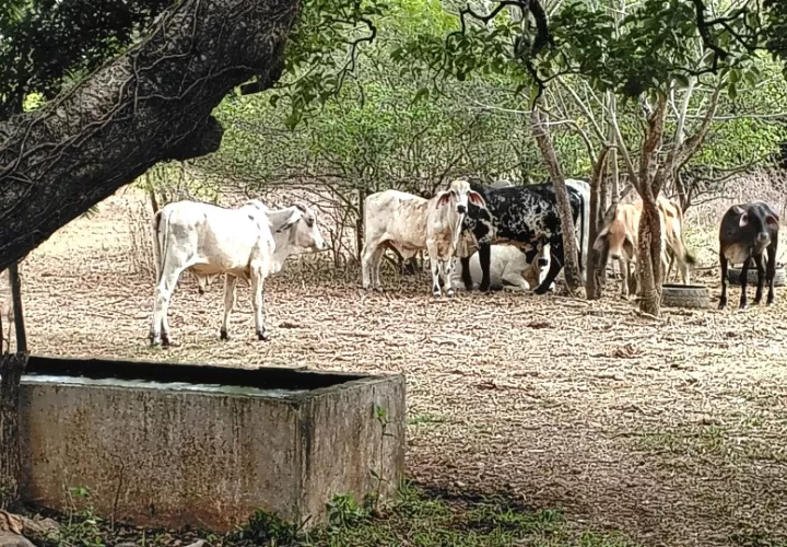 el_nino_sequia_arco_seco_azuero.jpg