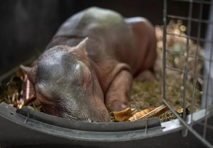 Rescatan un hipopótamo recién bebé tras ser hallado solo y desnutrido en Colombia.
