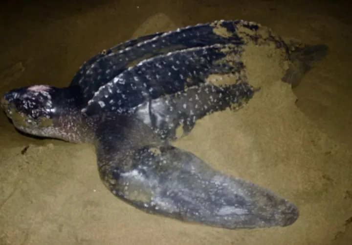 Tortuga baula. Foto: Cortesía