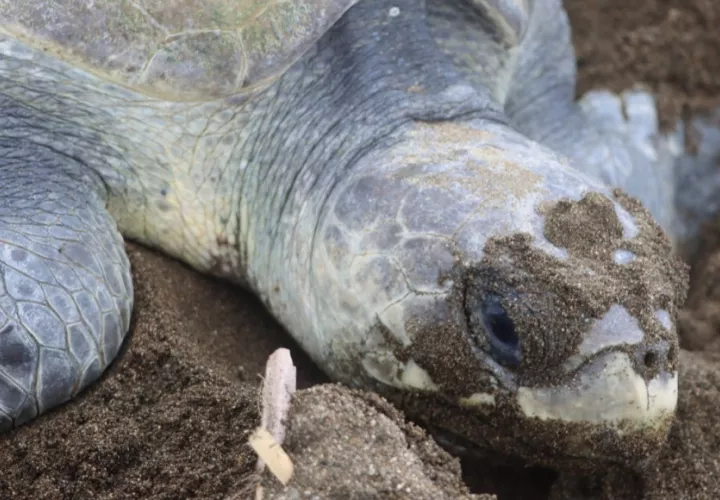 Medidas para proteger a las tortugas. Foto: Cortesía
