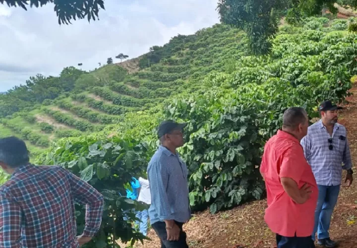 Las plantaciones, con ocho meses de crecimiento, se encuentran próximas a su primera cosecha.