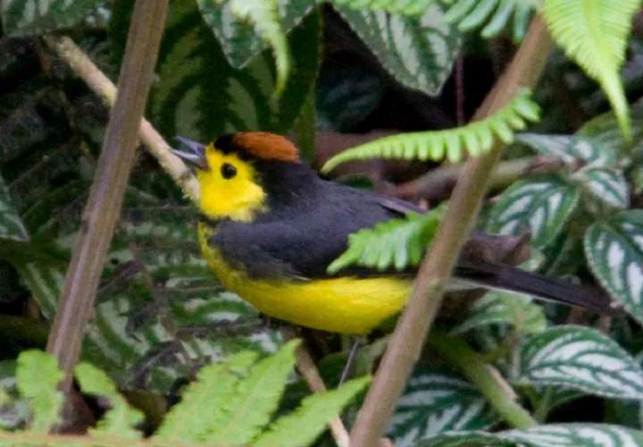 Congresos anteriores han marcado hitos importantes en la política y la práctica de la biodiversidad a nivel mundial. Foto: Cortesía