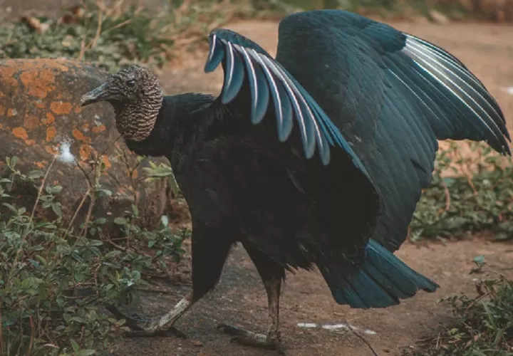 El gallinazo ha sido un ave siempre presente en nuestro país. Foto: Lucas Pezeta/Pexels