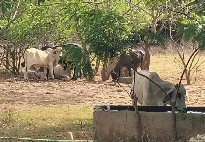 Los ganaderos de Azuero consideran indispensable establecer un plan de acción a corto plazo entre las instituciones del sector agropecuario, asociaciones y productores. Foto. Thays Domínguez