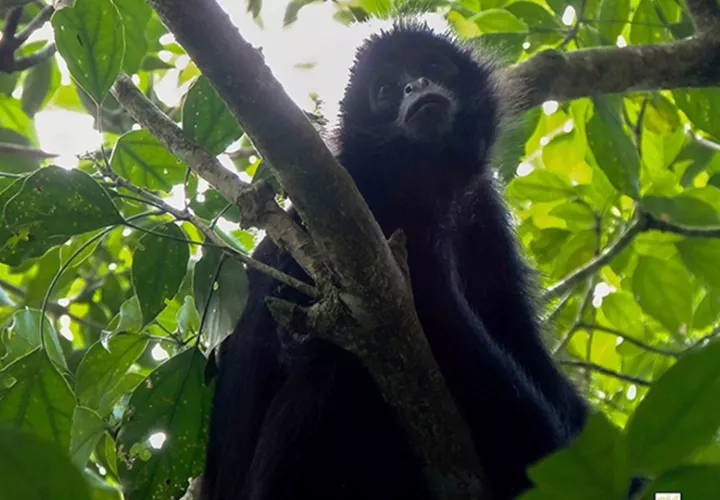 Debemos valorar la presencia de estos animales en nuestros entornos. Foto: FCPP