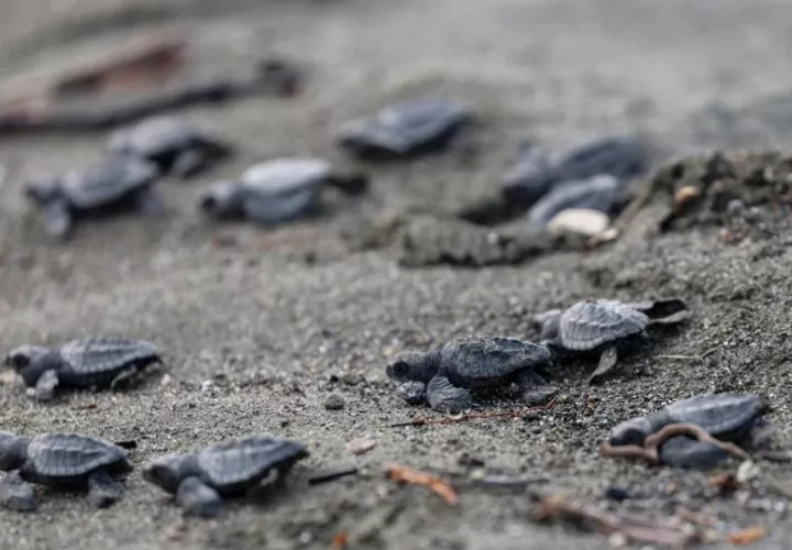 Tortugas recién nacidas en un vivero artificial. Foto: EFE