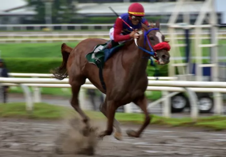 Wonder Lady  ganó claramente el clásico Sociedad de Dueños de Caballos. Foto: Boris Valdivieso