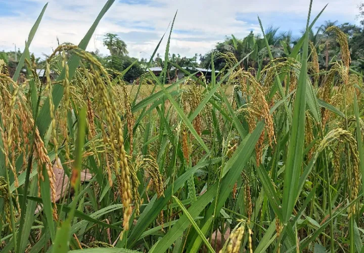 Spiegel dijo que los campos están en excelente estado. Foto Ilustrativa
