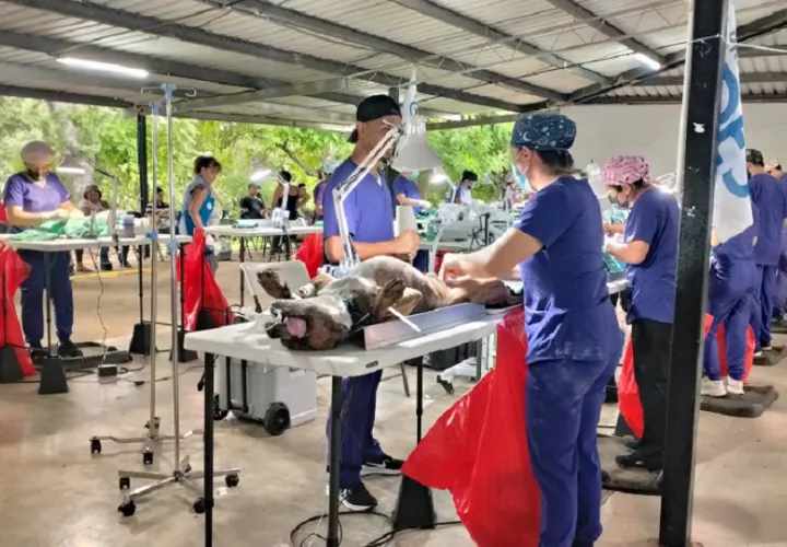 La esterilización es una medida para evitar camadas no deseadas, e incluso prevenir algunas enfermedades en los animales.