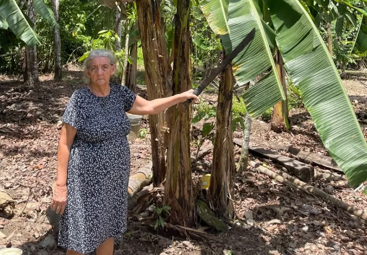 La historia de Idalides Calderón con la tierra comenzó en su infancia en Chiriquí.
