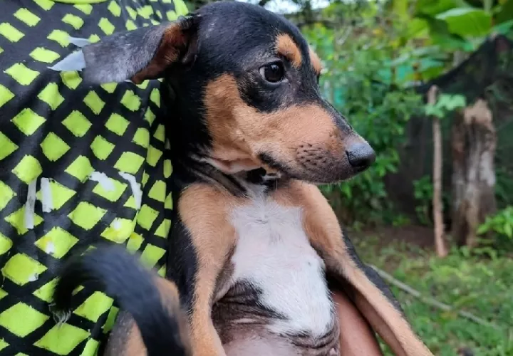 mascotas_terremoto_los_santos_herrera_cuidado_veterinario_0.jpg