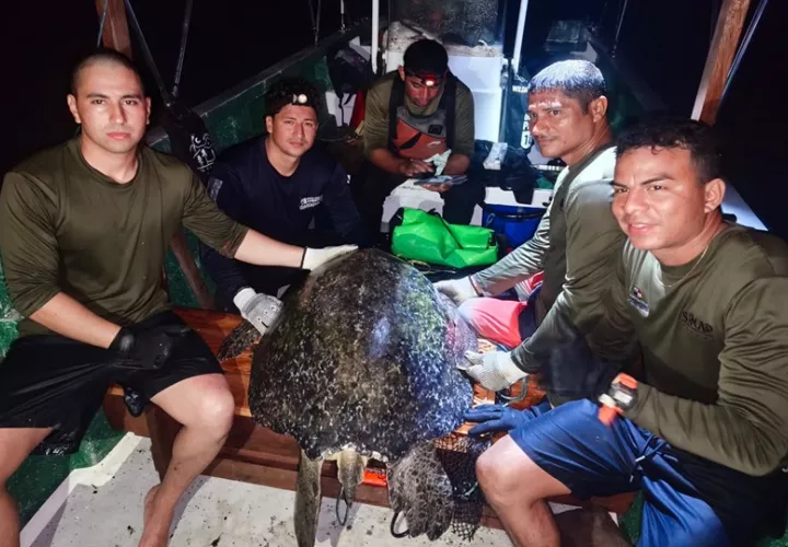 En tres giras científicas de campo con buceo nocturno se han obtenido 105 registros. Foto: Cortesía