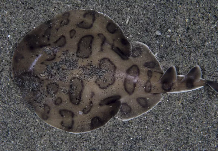 La raya eléctrica del Caribe (Narcine bancroftii). M. Caussat /iNaturalist.org 