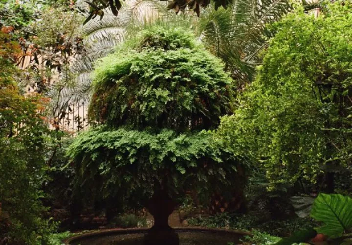 Los espacios verdes dentro de edificaciones y en áreas abiertas es una práctica habitual de reforestación en grandes ciudades.  Foto ilustrativa