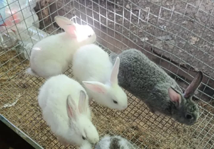 Muchas personas asocian al conejo únicamente como una mascota y no como un animal destinado a la producción de alimentos lo que limita su producción. Foto: Cortesía DBB