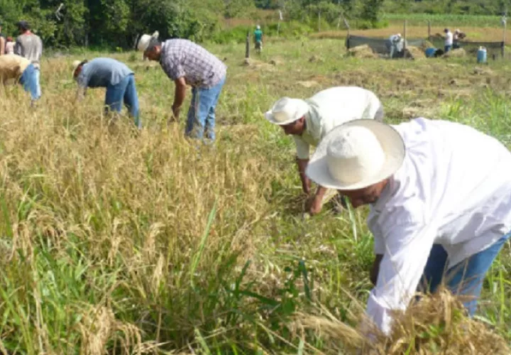 Los productores vaticinan un año crítico.  Archivo